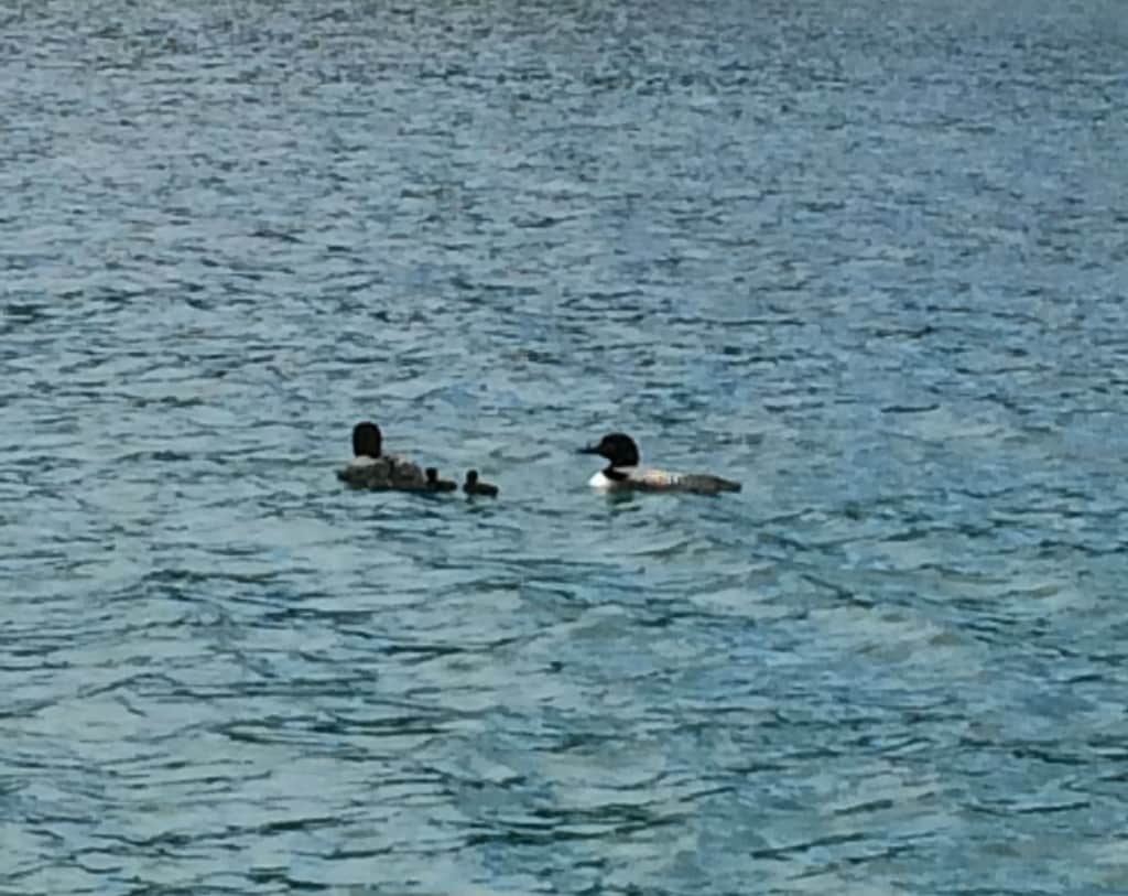 loon family