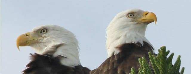 two-eagles